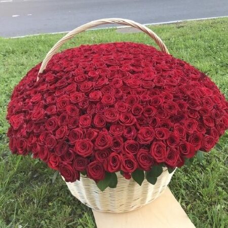 Корзина из 501 красной розы