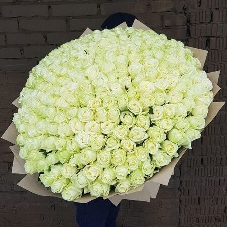 Букет из 301 белой розы (60 см)