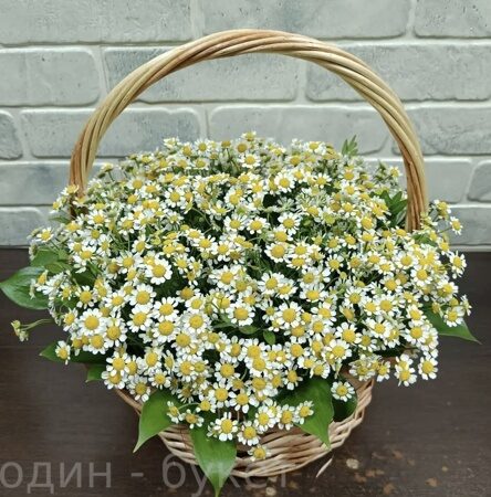 Корзина из 25 ромашек с зеленью