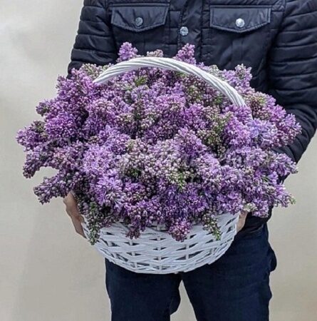 Большая корзина сирени
